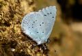 Celastrina argiolus